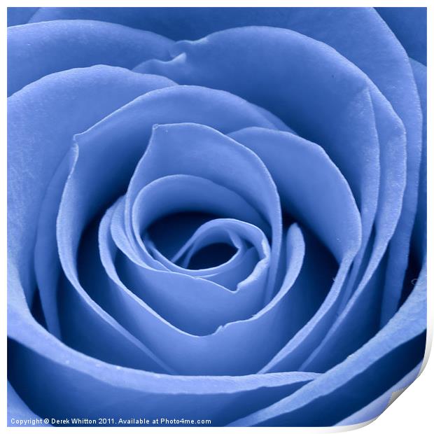 Blue Rose Print by Derek Whitton