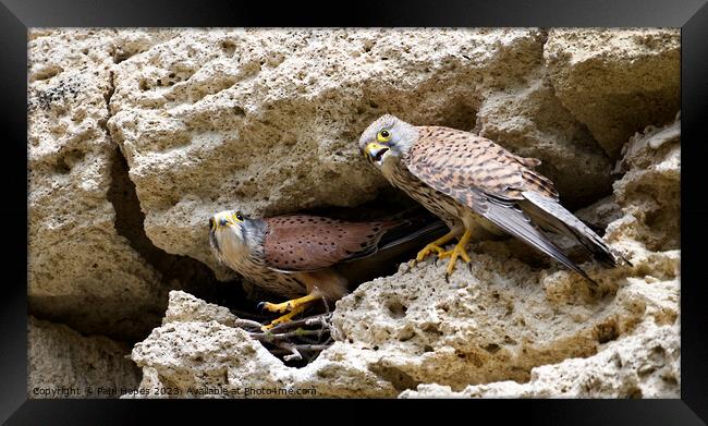 Kestrels Framed Print by Paul Hopes