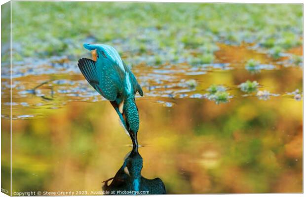 Diving Kingfisher Canvas Print by Steve Grundy