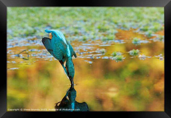Diving Kingfisher Framed Print by Steve Grundy