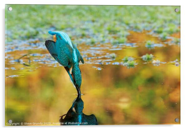 Diving Kingfisher Acrylic by Steve Grundy