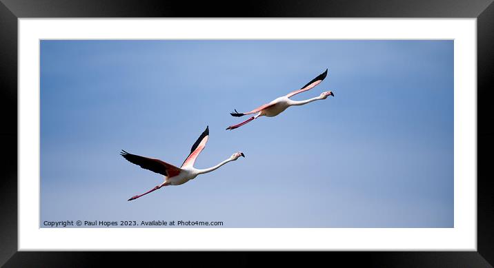Flamingos in flight Framed Mounted Print by Paul Hopes