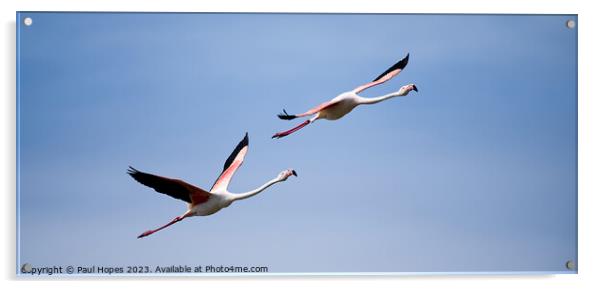 Flamingos in flight Acrylic by Paul Hopes