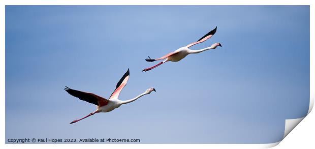 Flamingos in flight Print by Paul Hopes