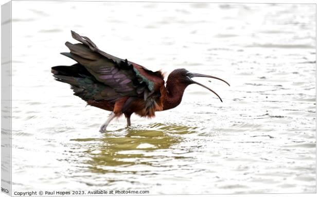 Glossy Ibis Canvas Print by Paul Hopes