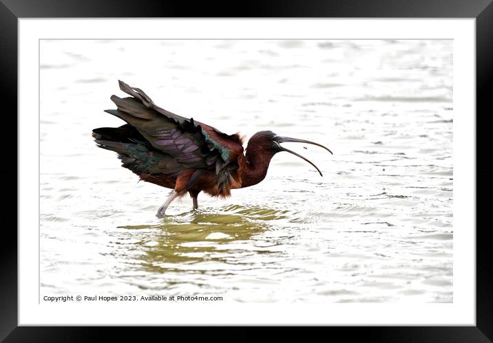 Glossy Ibis Framed Mounted Print by Paul Hopes