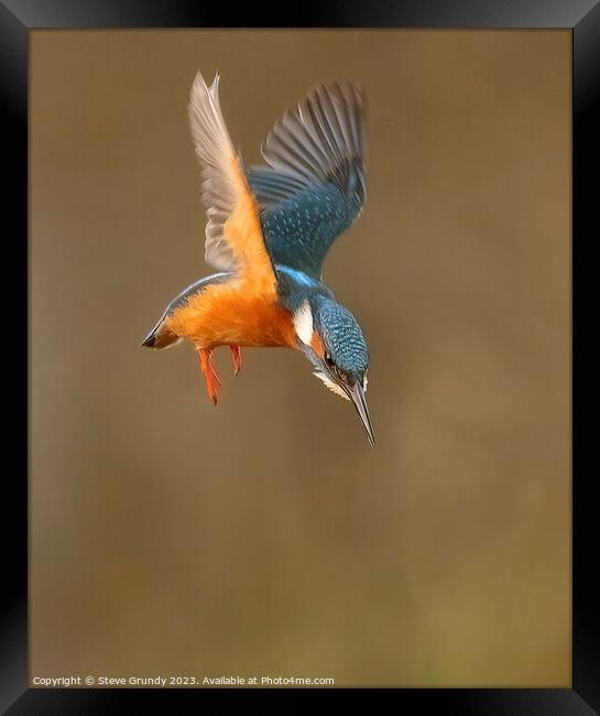Hovering Kingfisher Framed Print by Steve Grundy
