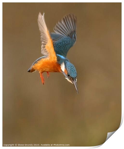 Hovering Kingfisher Print by Steve Grundy