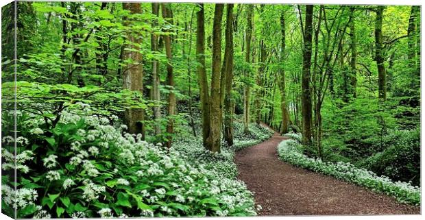 Wild Garlic, Mason's Wood Canvas Print by Michele Davis