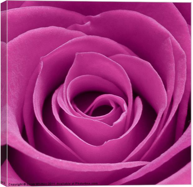 Pink rose Canvas Print by Derek Whitton