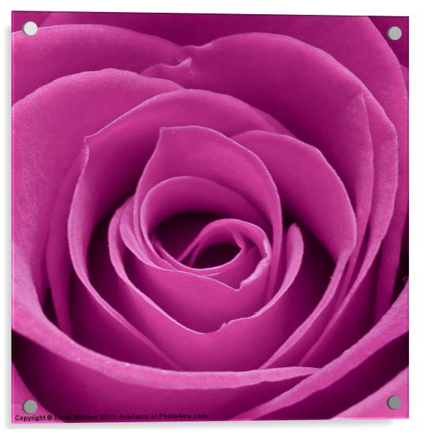 Pink rose Acrylic by Derek Whitton
