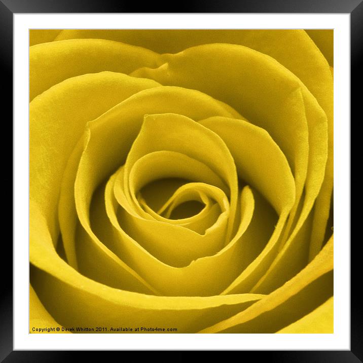 Yellow Rose Framed Mounted Print by Derek Whitton