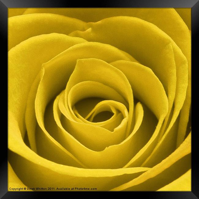 Yellow Rose Framed Print by Derek Whitton