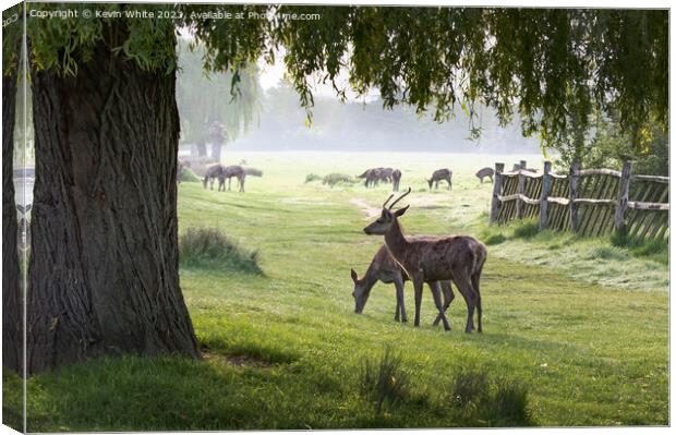 Deer grazing under the willow tree Canvas Print by Kevin White