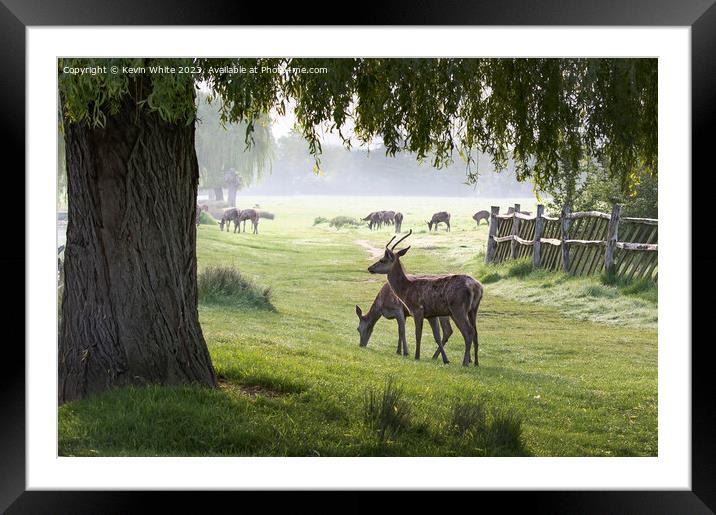 Deer grazing under the willow tree Framed Mounted Print by Kevin White