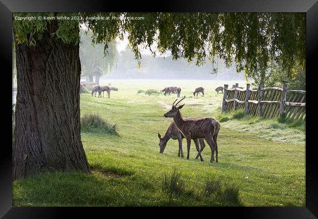 Deer grazing under the willow tree Framed Print by Kevin White