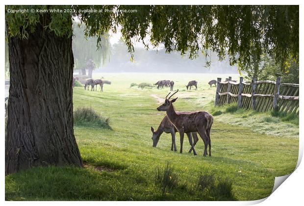 Deer grazing under the willow tree Print by Kevin White