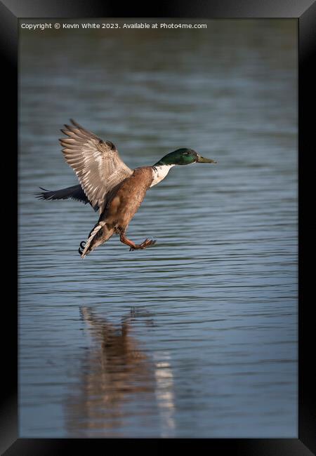 Mallard duck coming into splash landing Framed Print by Kevin White