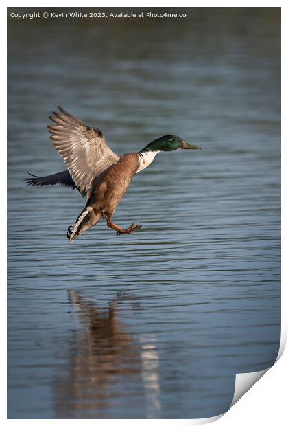 Mallard duck coming into splash landing Print by Kevin White