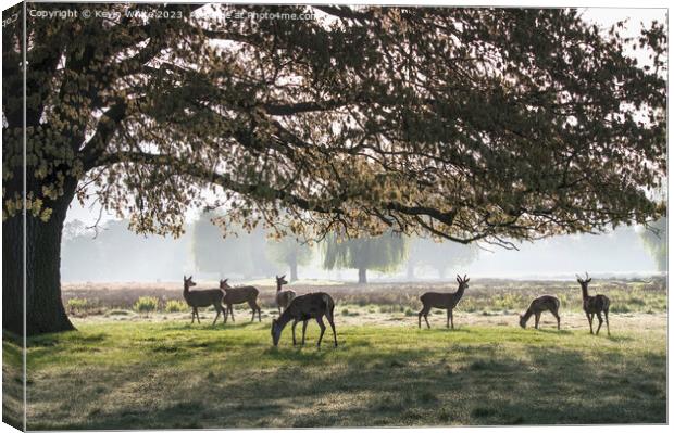 Herd of deer in silhouette from morning sun Canvas Print by Kevin White