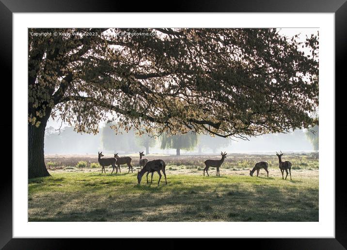 Herd of deer in silhouette from morning sun Framed Mounted Print by Kevin White