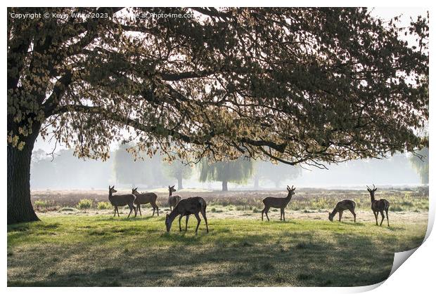 Herd of deer in silhouette from morning sun Print by Kevin White