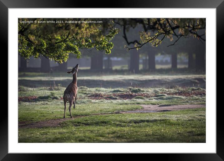 Young deer attempting to eat from a low hanging branch Framed Mounted Print by Kevin White