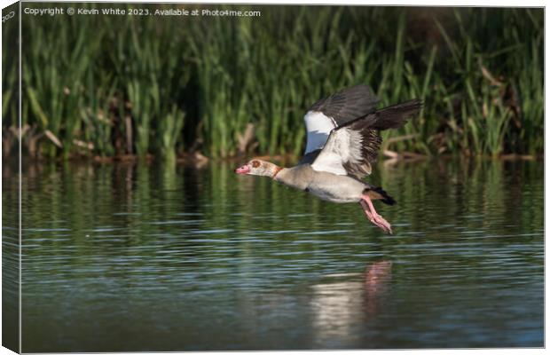 Egyptian goose in full flight Canvas Print by Kevin White