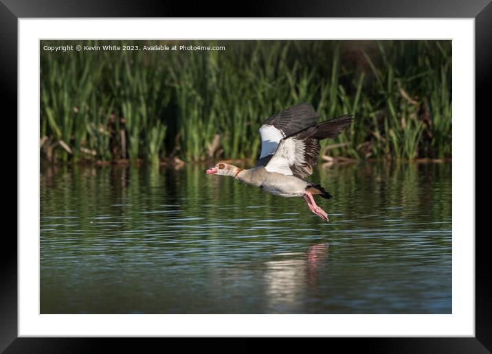 Egyptian goose in full flight Framed Mounted Print by Kevin White