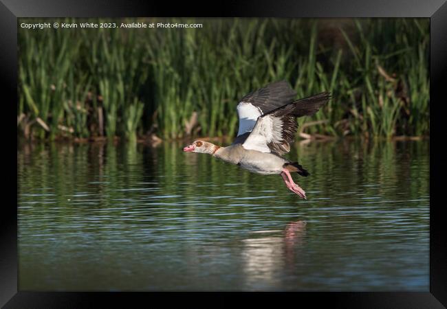 Egyptian goose in full flight Framed Print by Kevin White