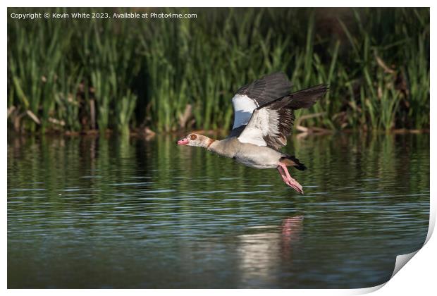 Egyptian goose in full flight Print by Kevin White