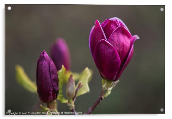 Radiant purple bloom Acrylic by Alan Tunnicliffe