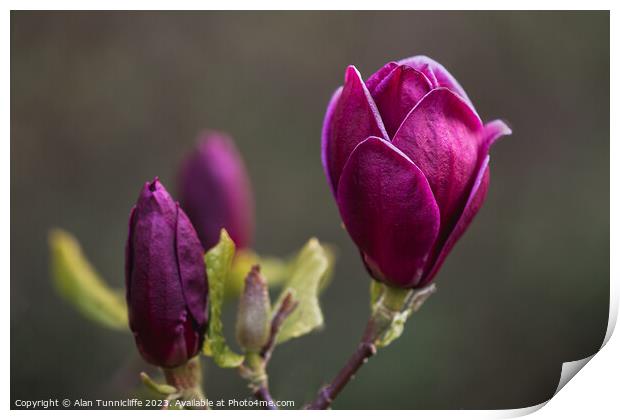 Radiant purple bloom Print by Alan Tunnicliffe