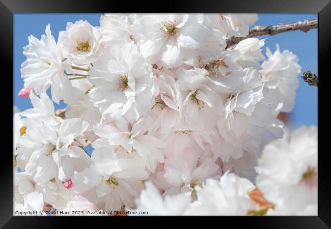 White Blossoms Framed Print by David Hare