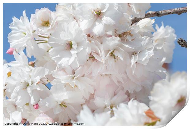 White Blossoms Print by David Hare