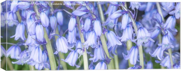 Spring Bluebells Canvas Print by David Hare