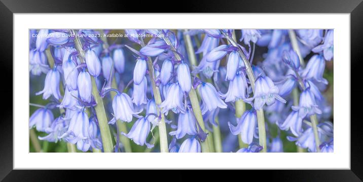 Spring Bluebells Framed Mounted Print by David Hare