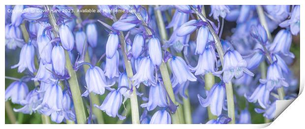 Spring Bluebells Print by David Hare