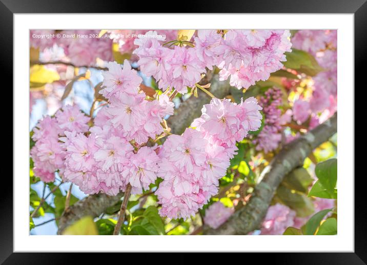 Blossom in sunshine Framed Mounted Print by David Hare