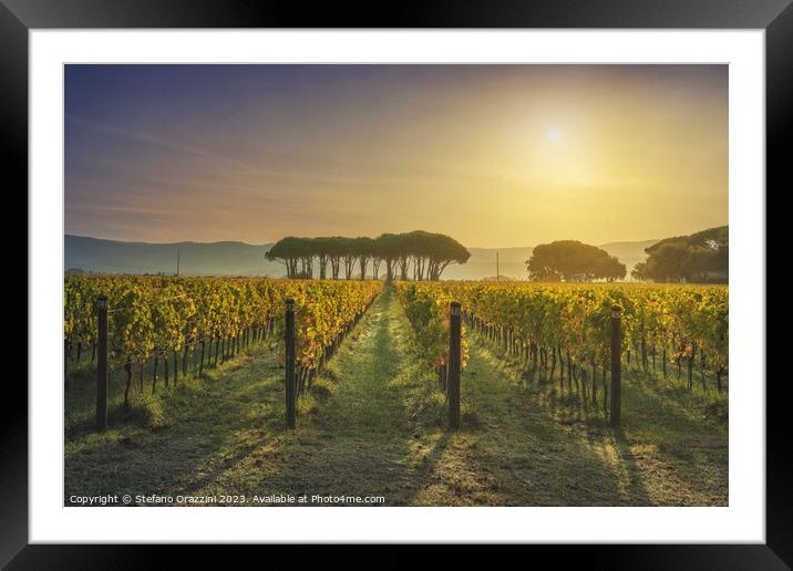 Bolgheri vineyard and pine trees at sunrise. Maremma, Tuscany Framed Mounted Print by Stefano Orazzini