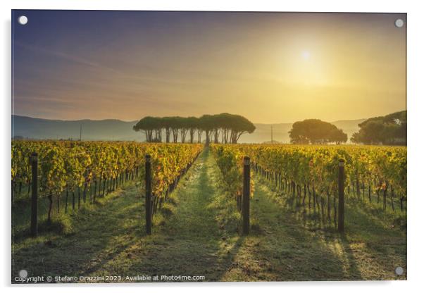 Bolgheri vineyard and pine trees at sunrise. Maremma, Tuscany Acrylic by Stefano Orazzini