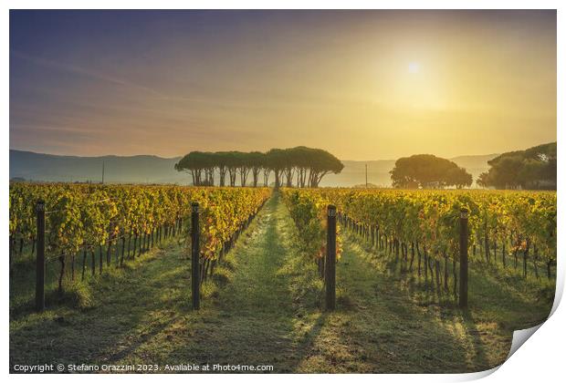 Bolgheri vineyard and pine trees at sunrise. Maremma, Tuscany Print by Stefano Orazzini