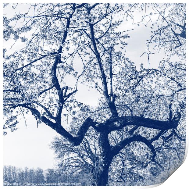 Cherry Blossom Tree, Delfts Blue Print by Imladris 