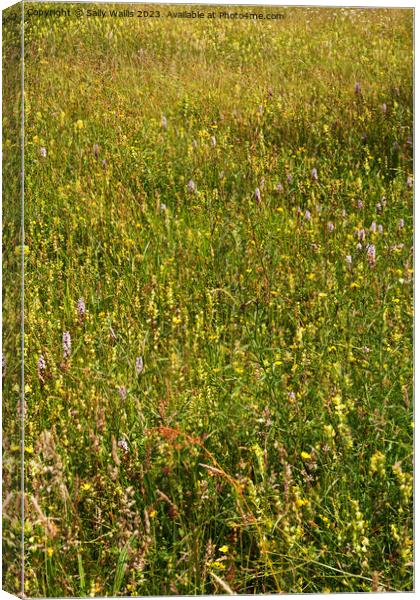 Faded wild-flower meadow Canvas Print by Sally Wallis