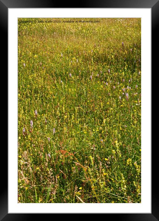 Faded wild-flower meadow Framed Mounted Print by Sally Wallis