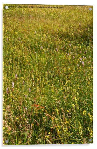 Faded wild-flower meadow Acrylic by Sally Wallis