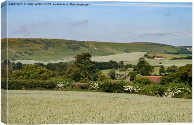 South Downs across Spring Wheat Canvas Print by Sally Wallis