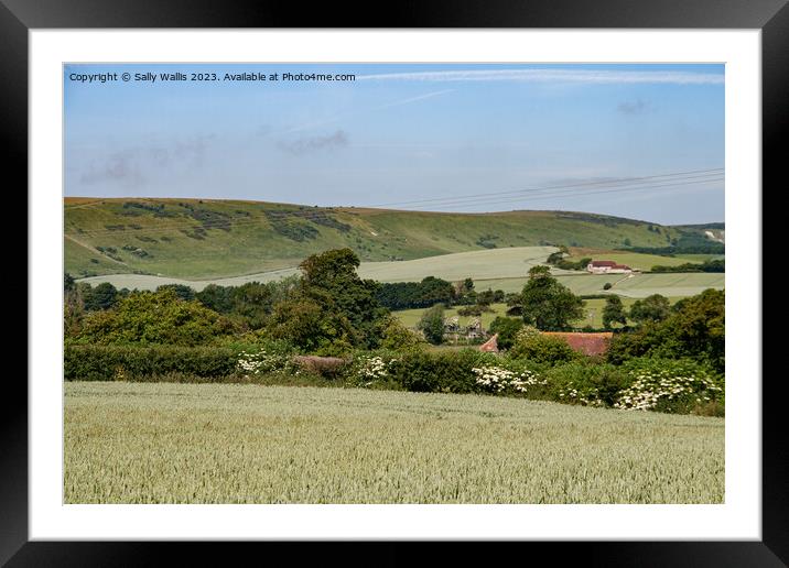 South Downs across Spring Wheat Framed Mounted Print by Sally Wallis