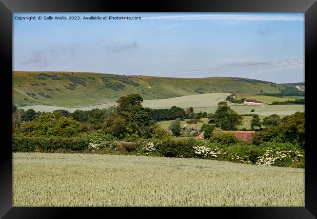 South Downs across Spring Wheat Framed Print by Sally Wallis