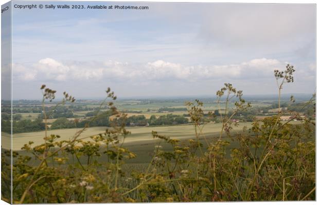 South Downs Weald through Cow-parsley Canvas Print by Sally Wallis